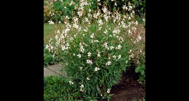 4 x Prachtkaars Whirling Butterflies XL Wit|Roze - Winterharde Bloeiende Vaste Plant - Gaura lindheimeri 'Whirling Butterflies' in C2(liter) pot met hoogte 10-30cm