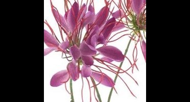 Erutan avon - Spider flower spray beauty 94 cm