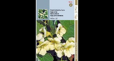 Hortitops Tropaeolum majus Milkmaid