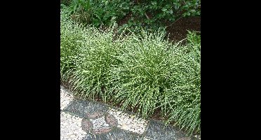 25 x Bonte Zegge Geel|Groen - Siergras Wintergroen - Carex morrowii 'Variegata' in 9x9cm pot met hoogte 5-10cm