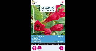 Buzzy® Climbing Flowers, Asarina, Leeuwenmuiltje Red Dragon
