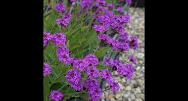 8 x IJzerhard rigida XL - Verbena rigida in C2(liter) pot met hoogte 10-30cm