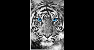 Poster Tijger - 91,5 x 61 - Papier - REINDERS