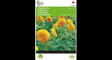 Zonnebloem Sungold - Helianthus annuus