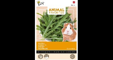 Rucola
