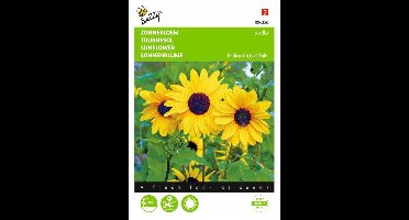 Zonnebloem Stella - Helianthus debilis