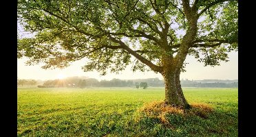 Komar Fotobehang The Magic Tree 450x280 cm