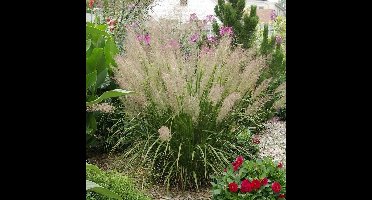 25 x Diamantgras - Winterhard Siergras - Calamagrostis brachytricha in 9x9cm pot met hoogte 5-10cm