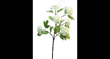 Viburnum Roseum creme 60cm