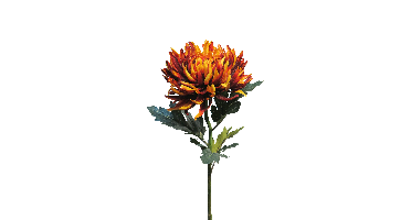 Chrysanthemum Iba rust 63cm