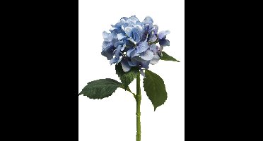 Hortensia Artist blauw 48cm