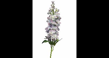 Delphinium Diva light blue 90cm