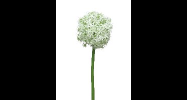 Allium Quin wit / groen 14cm kop