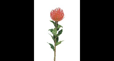 Nutans Segal rood 74cm