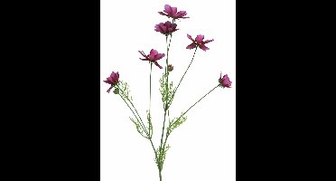 Cosmos Orion beauty 92cm