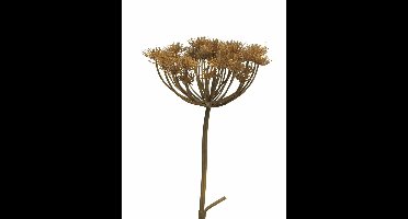 Heracleum brown 98cm