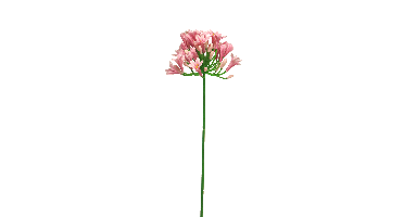 Agapanthus lady pink 75cm