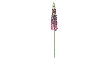 Antirrhinum spray Ambert beauty pink 108cm