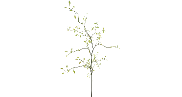 Lonicera leaf spray Fresh green 96cm