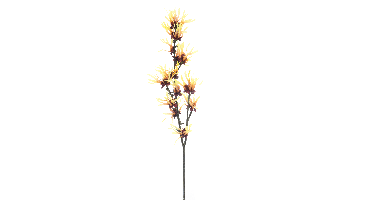 Hamamelis spray yellow 76cm