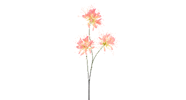 Spider flower spray peach 94cm