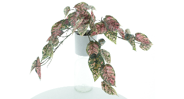 Dieffenbachia plant in pot green/pink 41cm