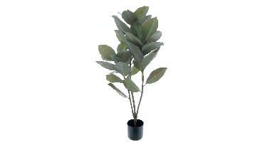 Ficus elastica plantin pot green 105cm