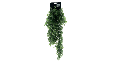 Boxwood bush large on hang card green 65cm
