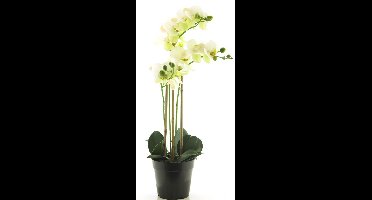 RT Phalaenopsis Bora x3 in pot 60cm wit