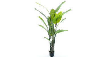 Strelitzia palm in pot 187cm