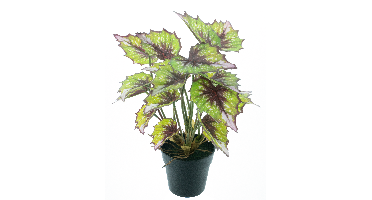 Begonia Rex in pot green 33cm