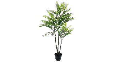 Areca palm Aruba in pot green 140cm
