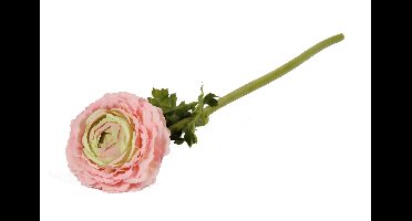 Ranonkel 52cm Magnum rose