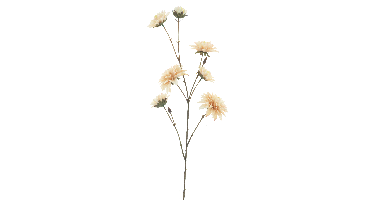 Dahlia spray Monica cream 96cm