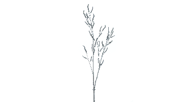 Alder branch Bavans brown 103cm