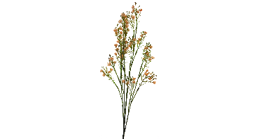 Star gypso spray peach 72cm