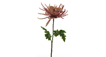 Chrysanthemum Monaco lavender 68cm