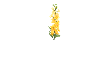 Delphinium spray Christel yellow 91cm