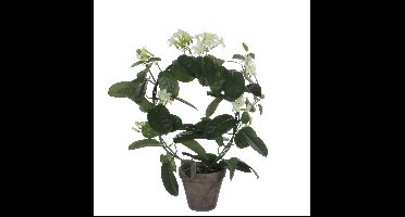 Mica Decorations Kunstplant - Stephanotis bruidsbloem - wit - H50 x D40 cm