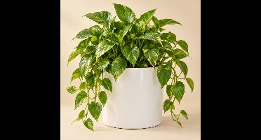 Mica Decorations Bloempot - wit - glans - keramiek - 32 x 31 cm