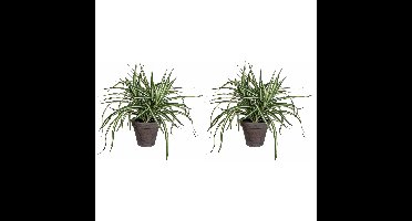 Mica Decorations Kunstplant - 2x - Dracaena - groen - in pot - 34 cm