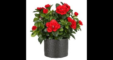 Mica Decorations Kunstplant - Azalea rood - H27 cm - in antraciet pot