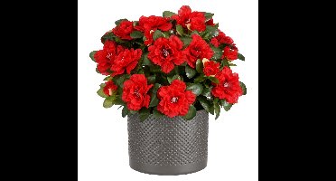 Mica Decorations Kunstplant - Azalea rood - H31 cm - in antraciet pot
