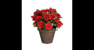 Mica Decorations Kunstplant - Azalea - Rood - in pot - 31 cm