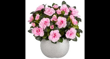 Mica Decorations Kunstplant - Azalea roze - H31 cm - in witte pot
