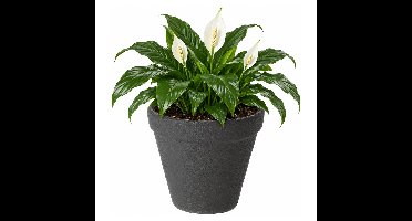 Prosperplast Plantenpot - kunststof - antraciet - 25 cm