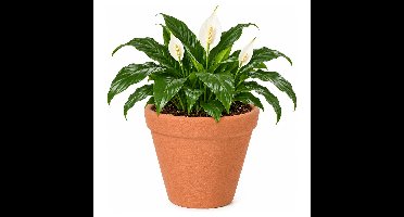 Prosperplast Plantenpot - kunststof - terracotta - 35cm
