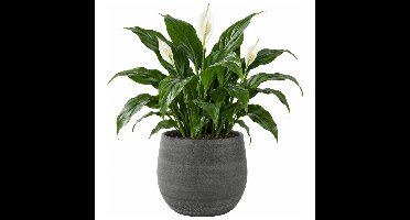 Ter Steege Plantenpot - keramiek - modern - grijs - 36 x 32 cm