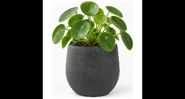 Ter Steege Plantenpot - moderne look - zwart - 31 x 28 cm