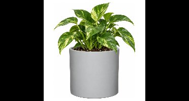 Mica Decorations Bloempot - grijs - keramiek - 17 x 14 cm - plantenpot